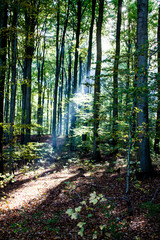 Beech forest of Blommeskobbel near Mommark