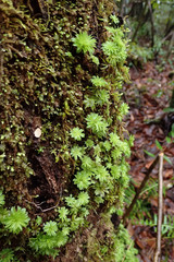 Moss growing on tree, close-up