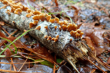 Lichen on tree stump in the forest