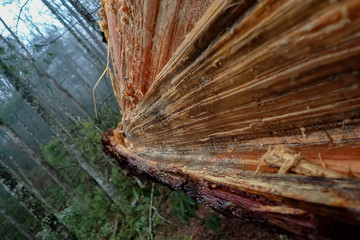 Fallen splintered tree close-up