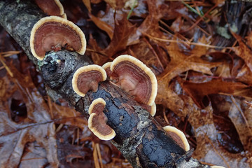 Turkeytail lichen on tree stump in the forest