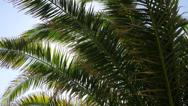 Palm leaves blowing in breeze in summer, slow pan up