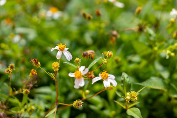 Fototapeta premium Bee getting nectar from flowers