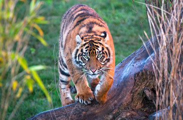 A Sumatran tiger (Panthera tigris sumatrae) walking towards the camera.