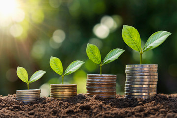 plant growing step  on coins. concept finance and accounting