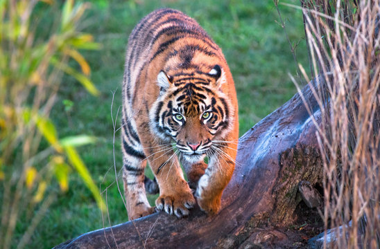 A Sumatran tiger (Panthera tigris sumatrae) walking towards the camera.
