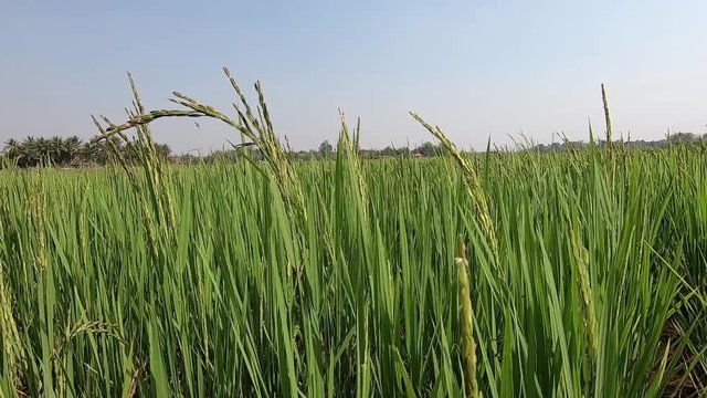 Rice Plantation Field in Countryside of Lao PDR.