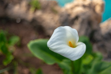 Lily of Arum.
