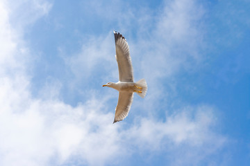 seagull under the blue sky.