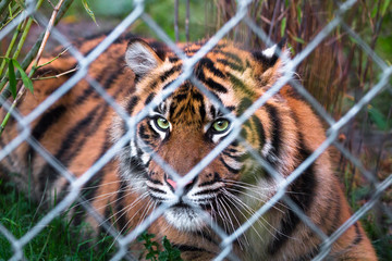 A Sumatran tiger (Panthera tigris sumatrae) looking towards the camera through a chain link fence. - Powered by Adobe