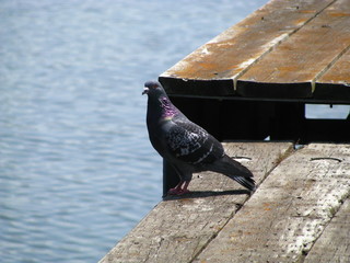 pigeon