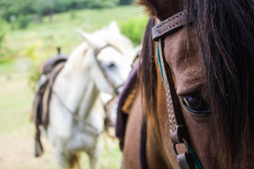 Horses sealed for ride in the field.