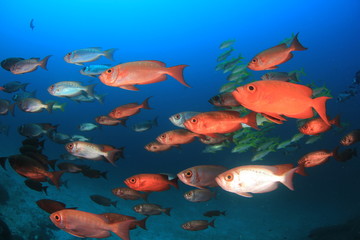 Underwater coral reef and fish 