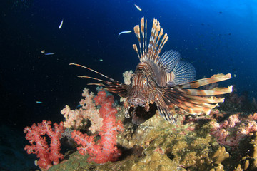 Underwater coral reef and fish 
