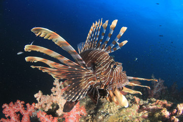 Underwater coral reef and fish 