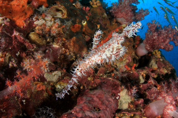 Ornate Ghost Pipefish 