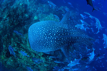 Whale Shark swims over coral reef 
