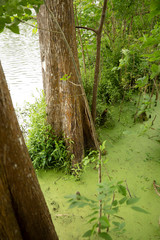 A Walk through the Jungle