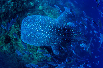 Whale Shark swims over coral reef 