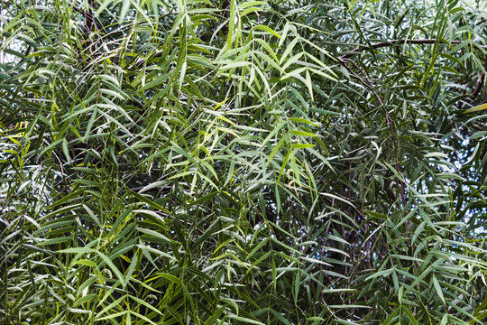 Leaves of schinus molle or False Pepper tree. "Aroeira Salsa" in Brazil.