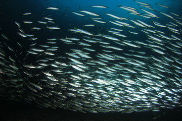 Fototapeta na wymiar Shoal of juvenile Barracuda fish 