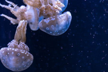 Obraz premium jellyfish in aquarium