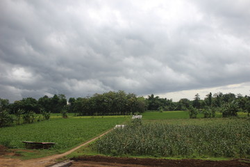 Paddy farm Rice agriculture growth plant rural countryside  in Indonesia