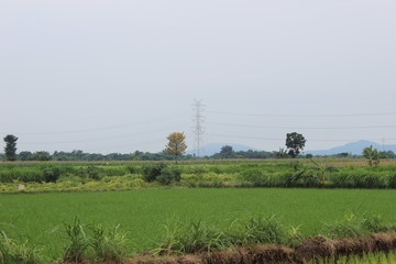 Paddy farm Rice agriculture growth plant rural countryside  in Indonesia
