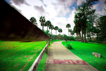 A Walk through the Jungle