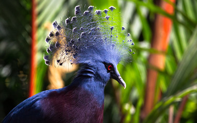 A Victoria crowned pigeon (Goura victoria) displays its feathered head crest.