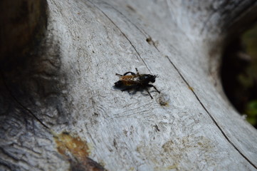 Insecte sur souche-3