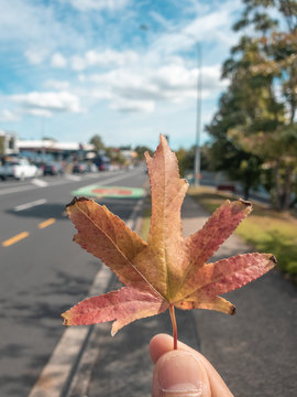 A leaf in the autumn