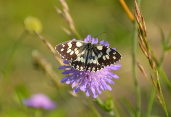 Papillon sur fleur mauve-1