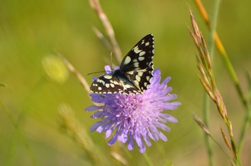 Fototapeta na wymiar Papillon sur fleur mauve-2