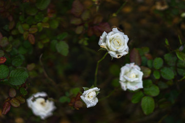 Obraz na płótnie Canvas white rose flower 
