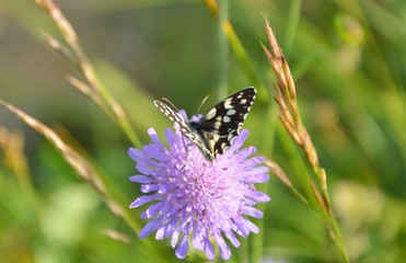Papillon sur fleur mauve-3