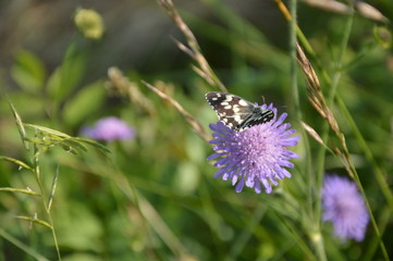 Papillon sur fleur mauve-4