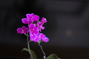 Purple Orchid flower on black background