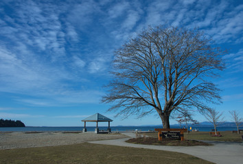 Tree and gazebo on pathway on  Sunny March day at Parksville bay