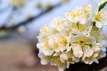 flowering plum tree