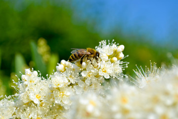 bee on flower collecting pollen