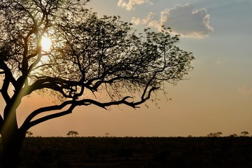 Fototapeta na wymiar Silhouette of tree in sunset
