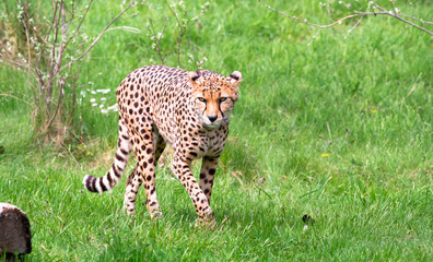 A North African cheetah (also called a northeast African cheetah, Acinonyx jubatus soemmeringii)...