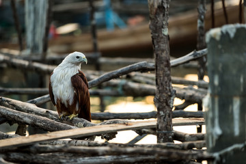 Red-backed sea-eagle