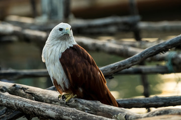 Red-backed sea-eagle