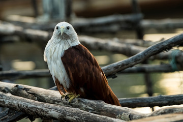 Red-backed sea-eagle