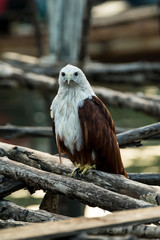 Red-backed sea-eagle