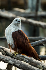 Red-backed sea-eagle