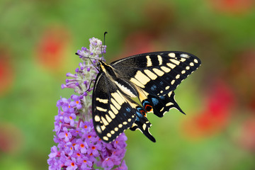 Beautiful Swallowtail