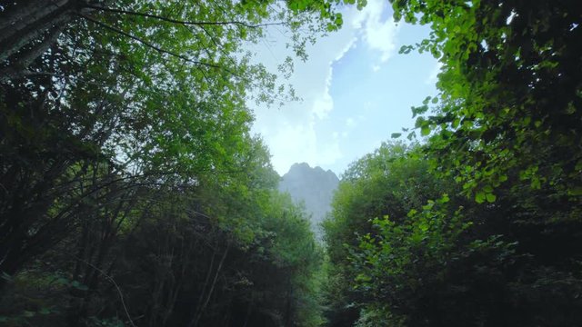walking toward the mountin top through the branches of the trees